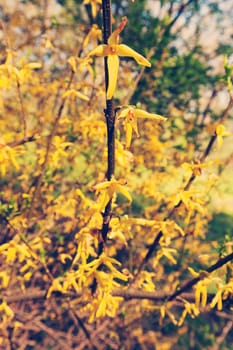 bush with small yellow flowers on a branches, note shallow depth of field