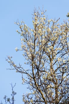 treetop with the sky in the background, note shallow depth of field