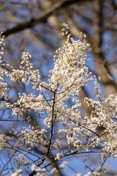 treetop with the sky in the background, note shallow depth of field