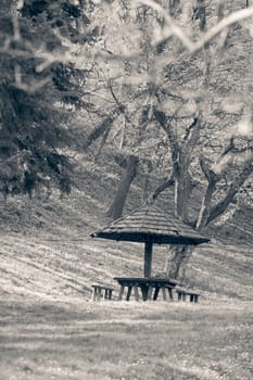 place for picnic in the woods, note shallow depth of field