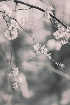 branches with white flowers in nature, note shallow dept of field