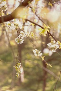 branches with white flowers in nature, note shallow dept of field