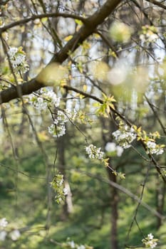 branches with white flowers in nature, note shallow dept of field