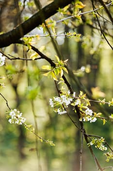 branches with white flowers in nature, note shallow dept of field