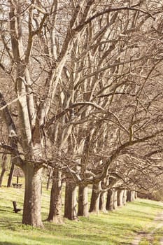 alley of trees in the forest  with green grass around, note shallow depth of field