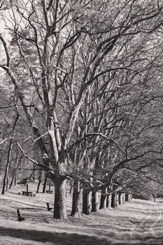 alley of trees in the forest  with green grass around, note shallow depth of field