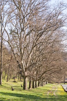 alley of trees in the forest  with green grass around, note shallow depth of field