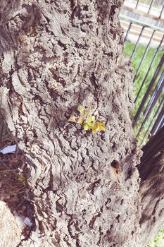 tree bark in nature, note shallow depth of field