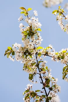 tree with white flowers in the spring on the blue background, note shallow dept of field