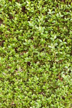 evergreen hedges in the parks, note shallow depth of field