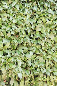 focus on green laurel leaves in nature, note shallow depth of field