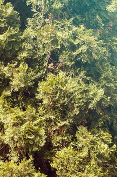 Thuja tree with thick branches, note shallow depth of field