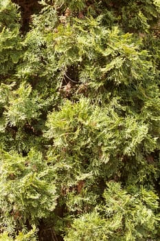 Thuja tree with thick branches, note shallow depth of field