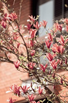 blossomed magnolia in front of building, note shallow depth of field