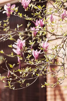 blossomed magnolia in front of building, note shallow depth of field