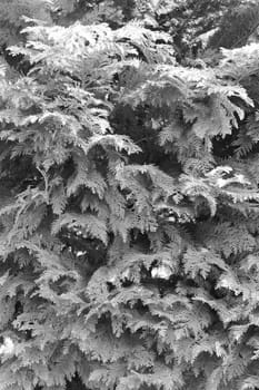 Thuja tree with thick branches, note shallow depth of field