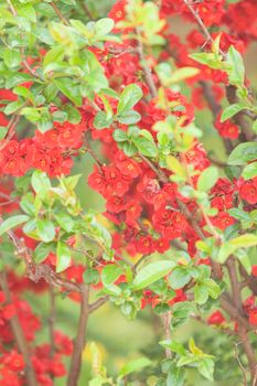 quince branches with red flowers, note shallow depth of field