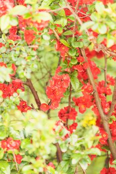 quince branches with red flowers, note shallow depth of field