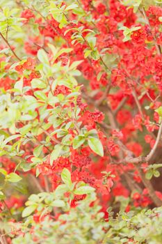 quince branches with red flowers, note shallow depth of field