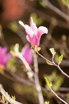 magnolia with light background, note shallow depth of field