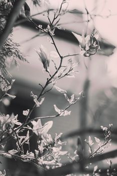 magnolia with light background, note shallow depth of field