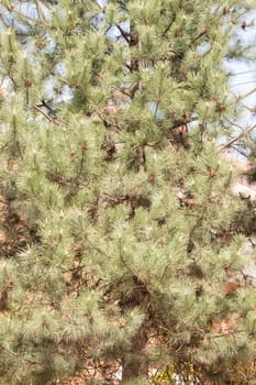 white pine branches, note shallow depth of field