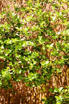 evergreen hedges in the parks, note shallow depth of field