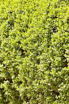 evergreen hedges in the parks, note shallow depth of field