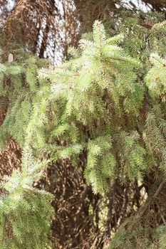 Conifer branch with fir cone in nature, note shallow depth of field