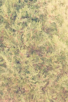 Thuja tree with thick branches, note shallow depth of field