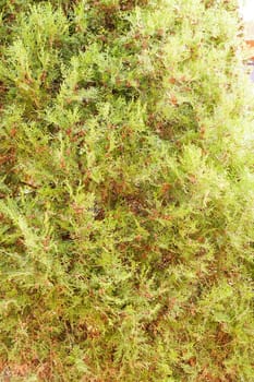 Thuja tree with thick branches, note shallow depth of field