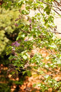 branchs of lilac in bloom, note shallow depth of field