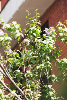 branchs of lilac in bloom, note shallow depth of field