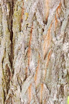 tree bark in nature, note shallow depth of field