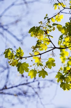 focus on green leaves with sunshine behind in nature, note shallow depth of field