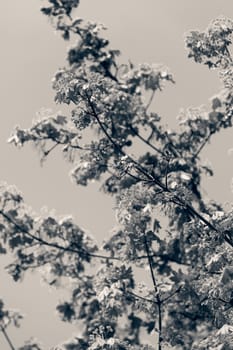 treetop with the sky in the background, note shallow depth of field