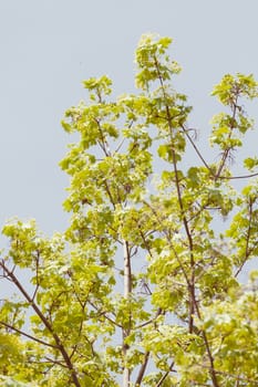 treetop with the sky in the background, note shallow depth of field