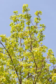 treetop with the sky in the background, note shallow depth of field