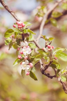 apple flower on the branches in spring, note shallow depth of field