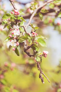 apple flower on the branches in spring, note shallow depth of field