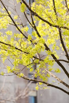 treetop with the sky in the background, note shallow depth of field