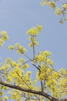 treetop with the sky in the background, note shallow depth of field