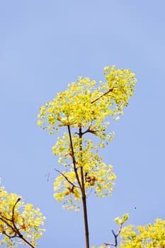 treetop with the sky in the background, note shallow depth of field