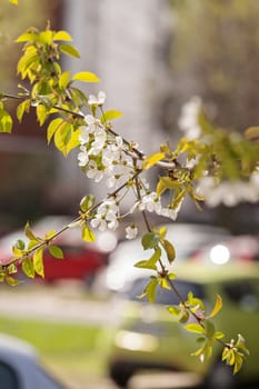 branches with white flowers in nature, note shallow dept of field