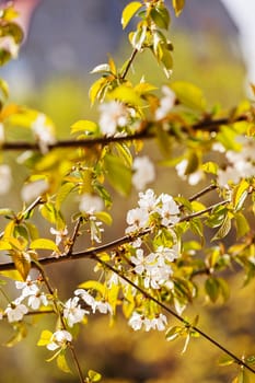 branches with white flowers in nature, note shallow dept of field