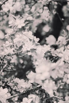 branches with white flowers in nature, note shallow dept of field