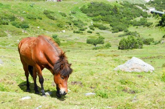 Brown horse grazing in the tyrolean mountains in Austria