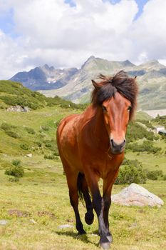 Brown horse trotting in the tyrolean mountains in Austria