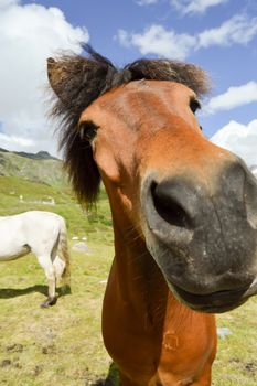 Close-up of the head of a brown horse in the tyrolean mountains in Austria