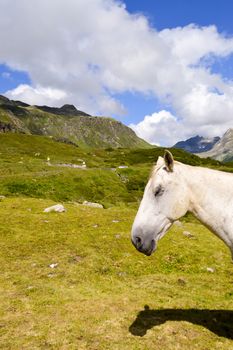 Head of a gray horse in the Tyrolean mountains in Austria